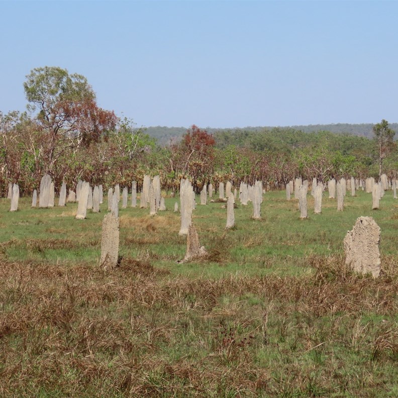 Magnetic Termite Mounds