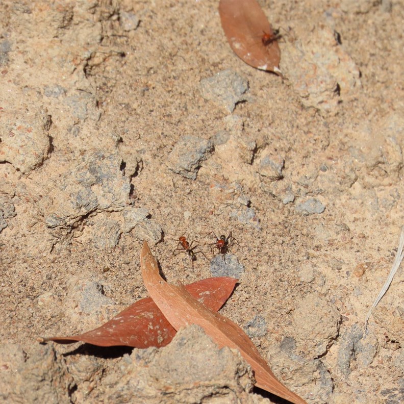 Termites