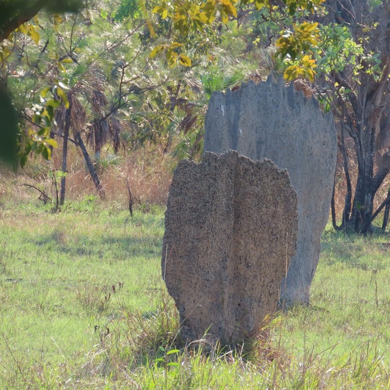 Magnetic Termite Mound 