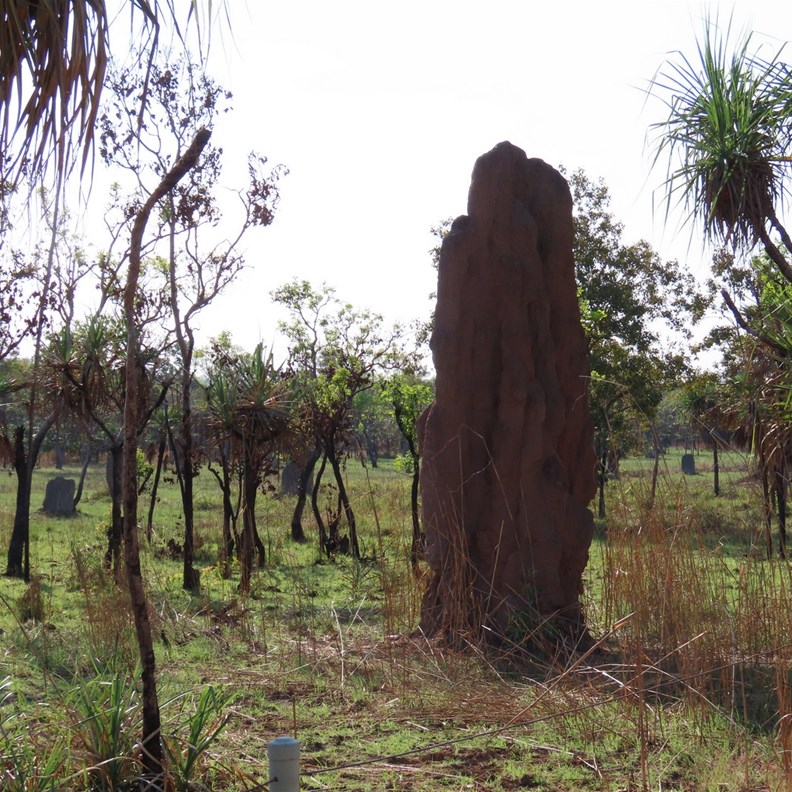 Cathedral Mound