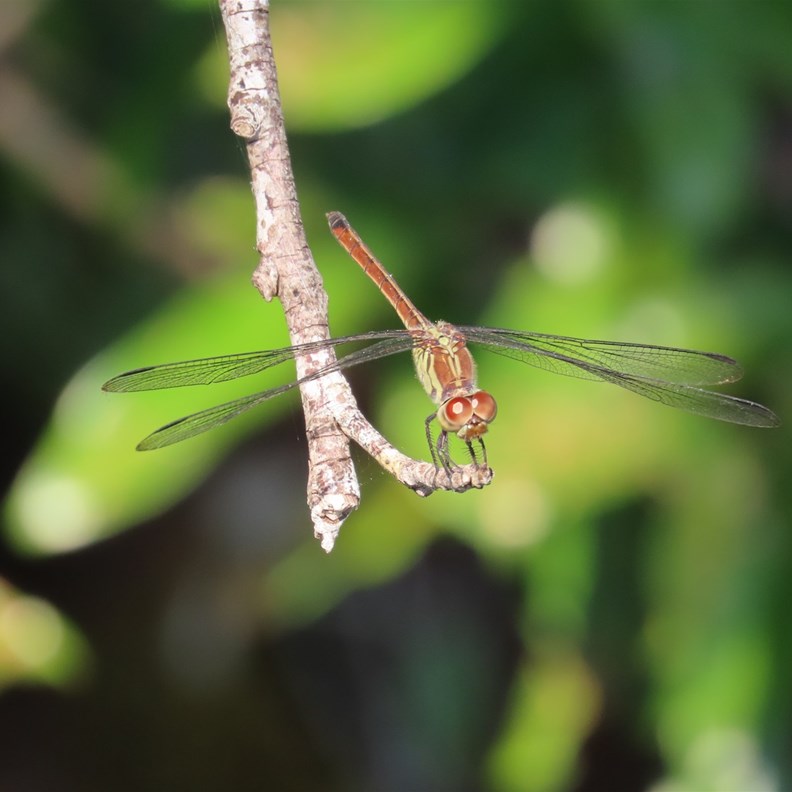 Gorgeous Dragonfly