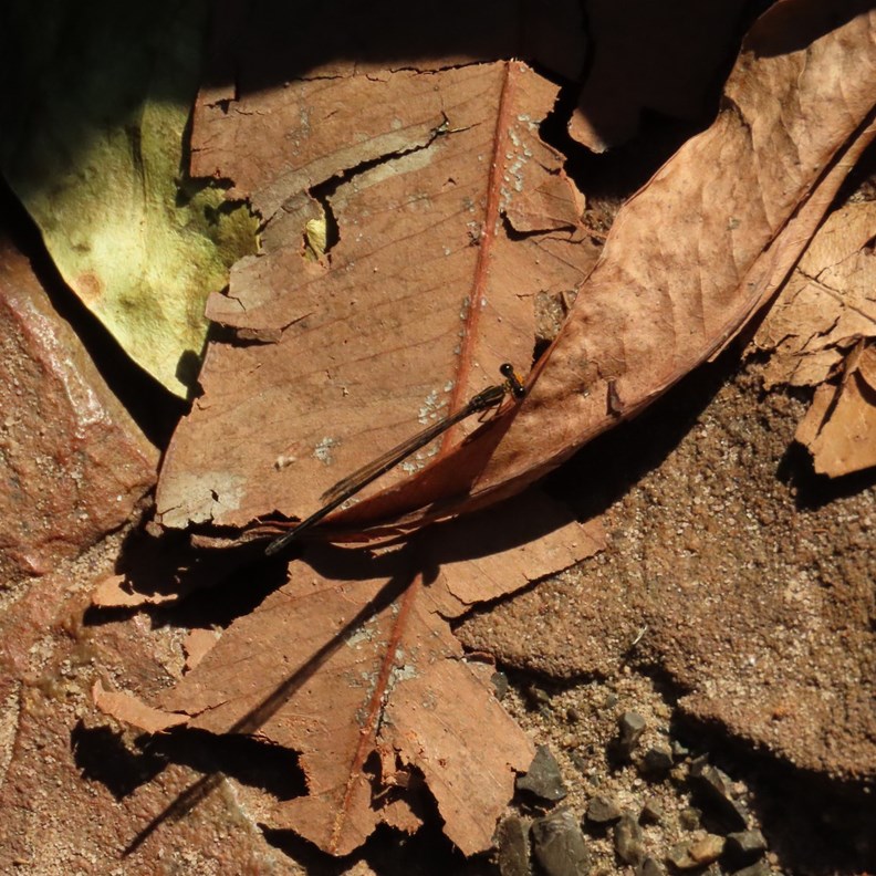 Damselfly