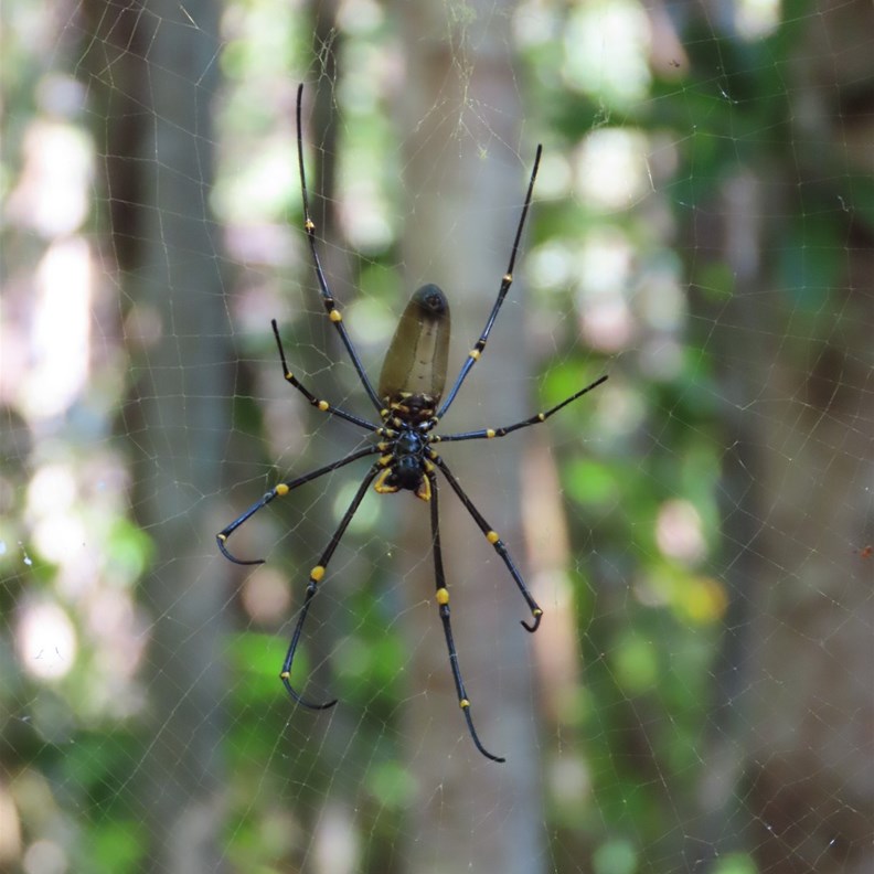 Giant Golden Orb Weaver 
