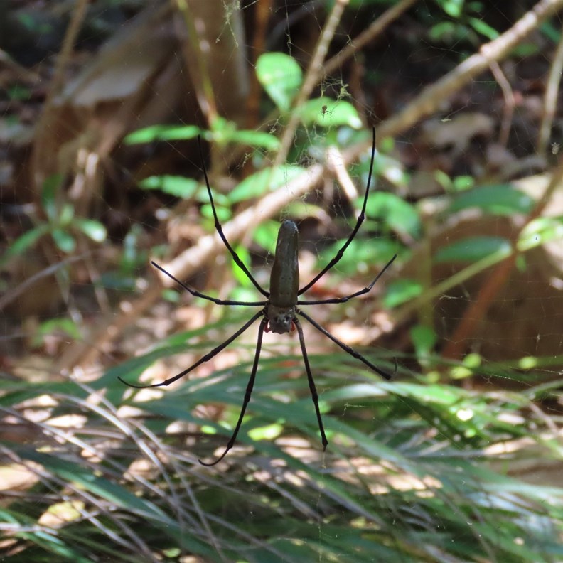 The male Golden Orb Weaver so much plainer in colour