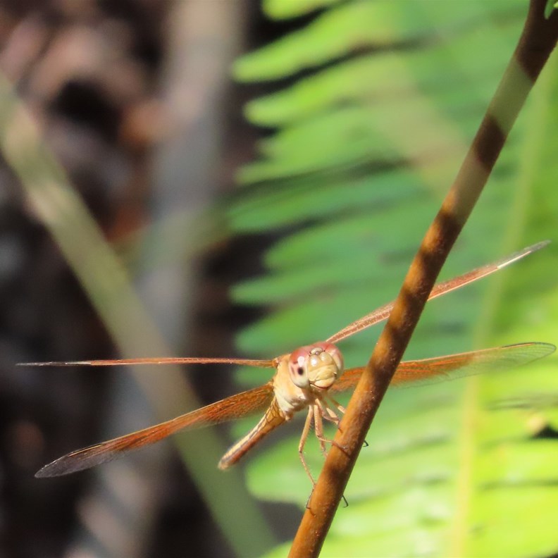Another Dragonfly