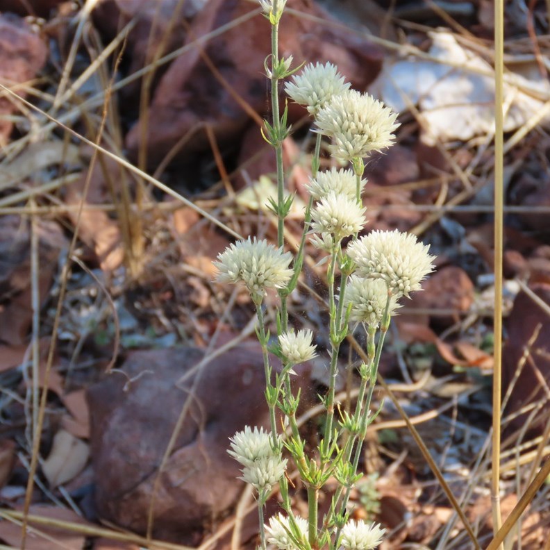 native herb commonly known as Old Man's Cap