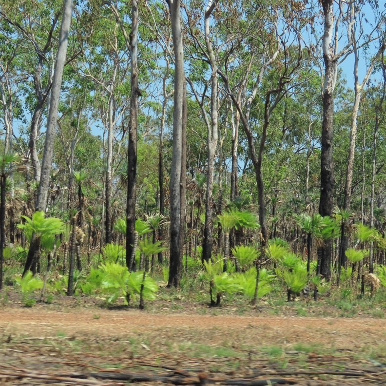 Regeneration Area