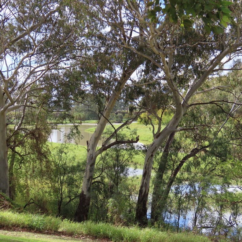 Mehi River
