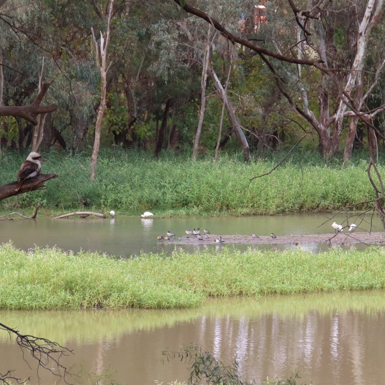 Mehi River 2