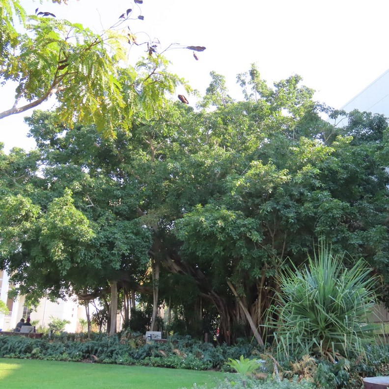 Tree of Knowledge