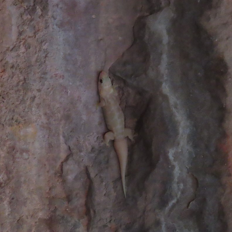 Velvet Gecko