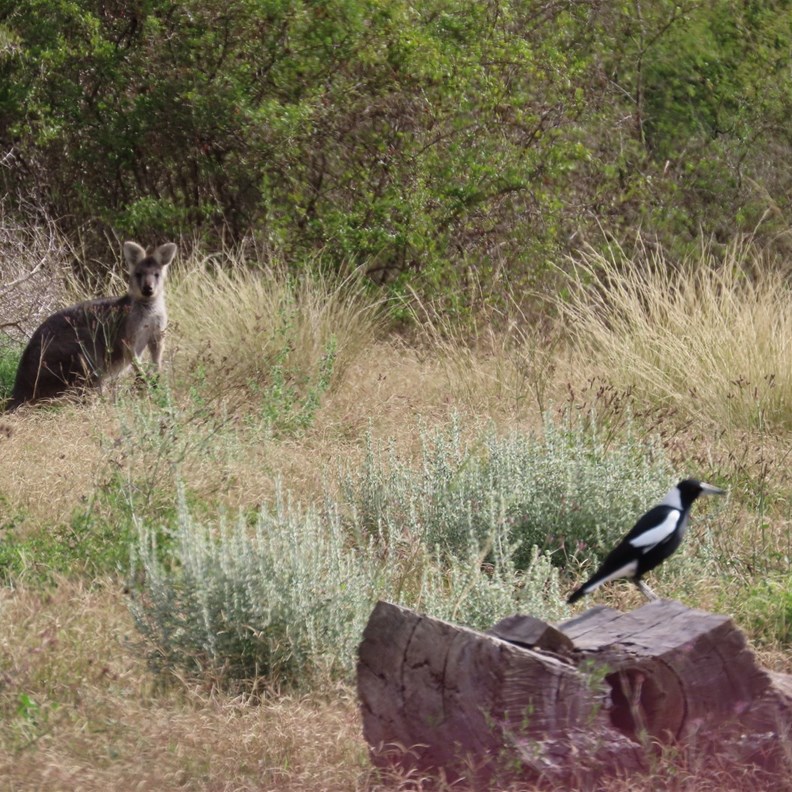 Gum Flat Reserve 2