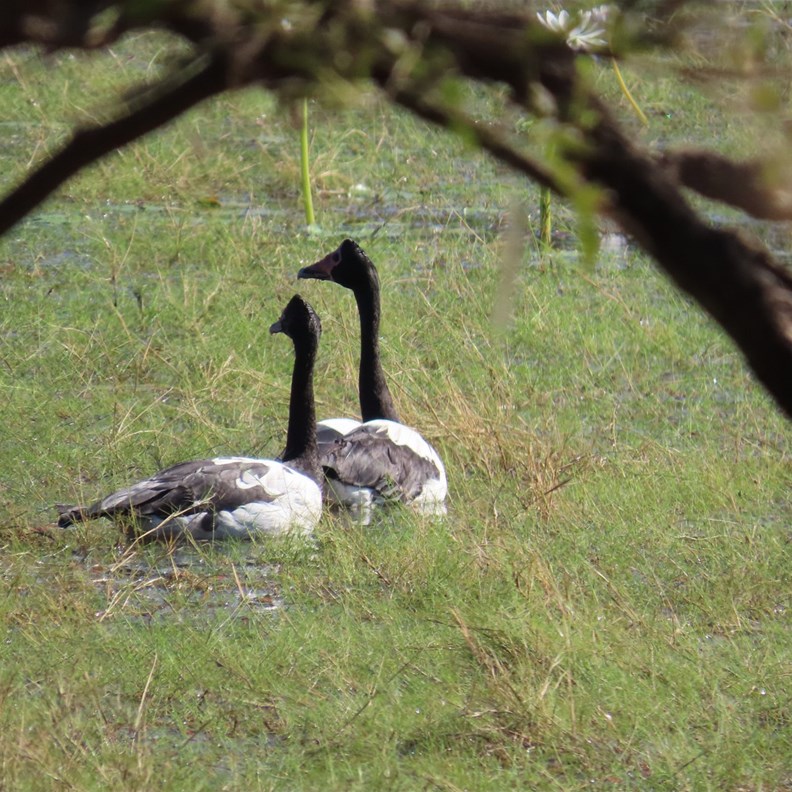 Magpie Geese