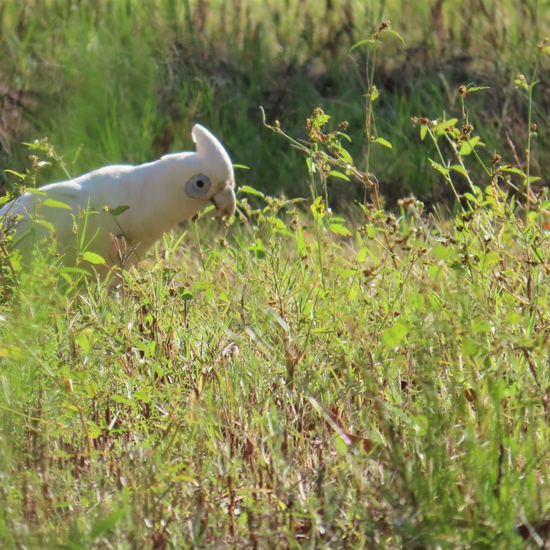 Little Corella