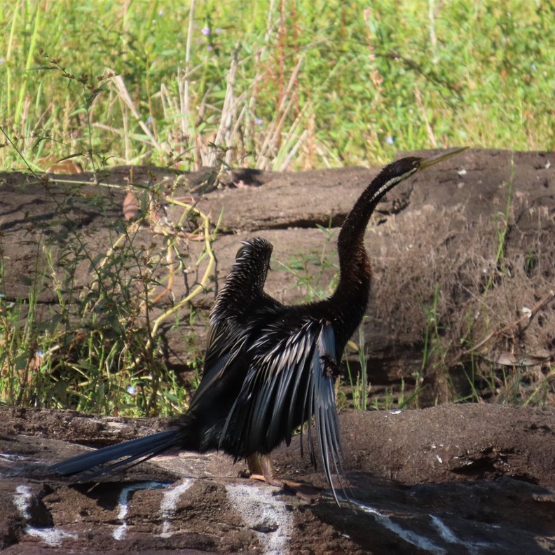 Australasian Darter