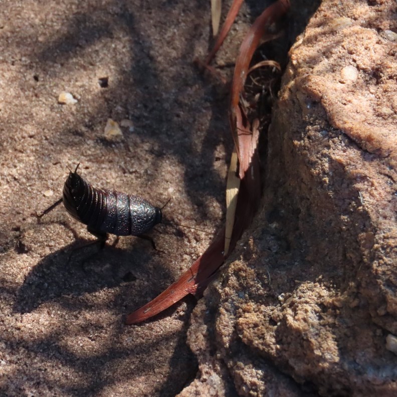 bush cockroach