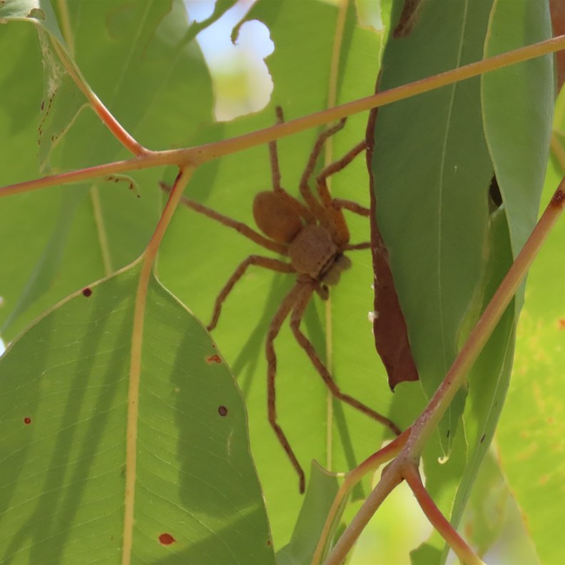 Huntsman Spider
