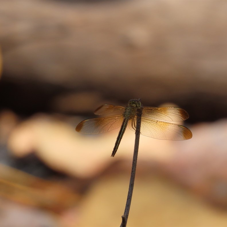Dragonfly