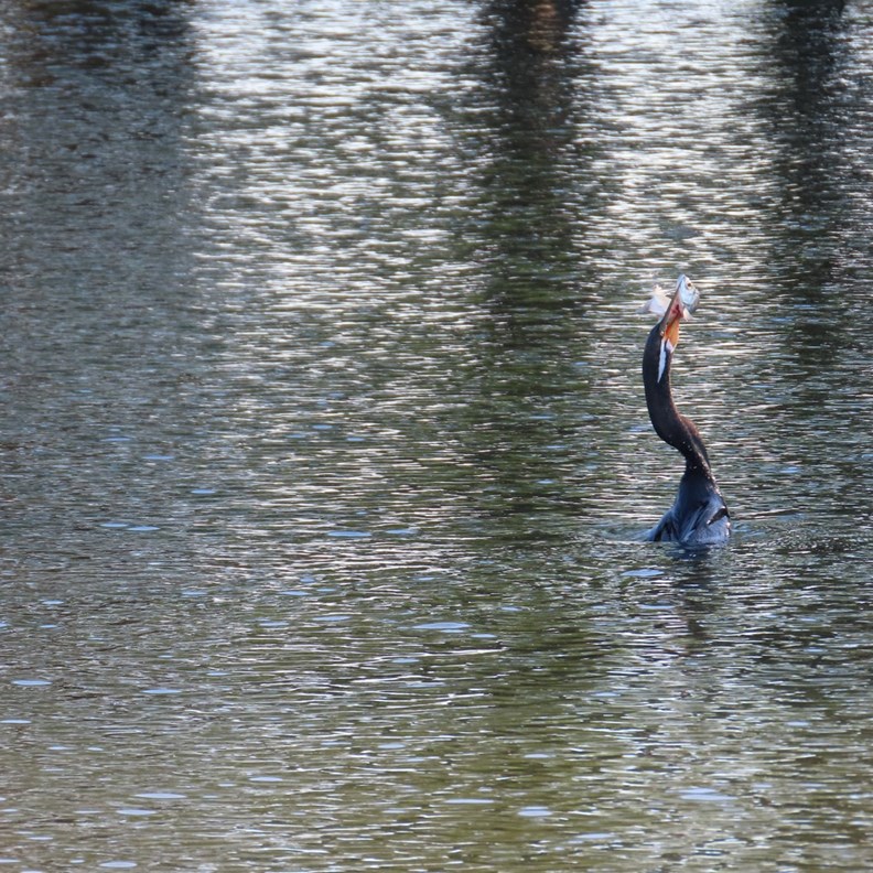 Australasian Darter caught a fish
