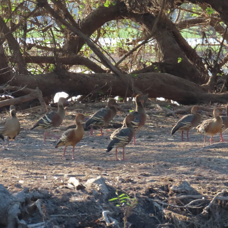 Plumed Whistling-Ducks