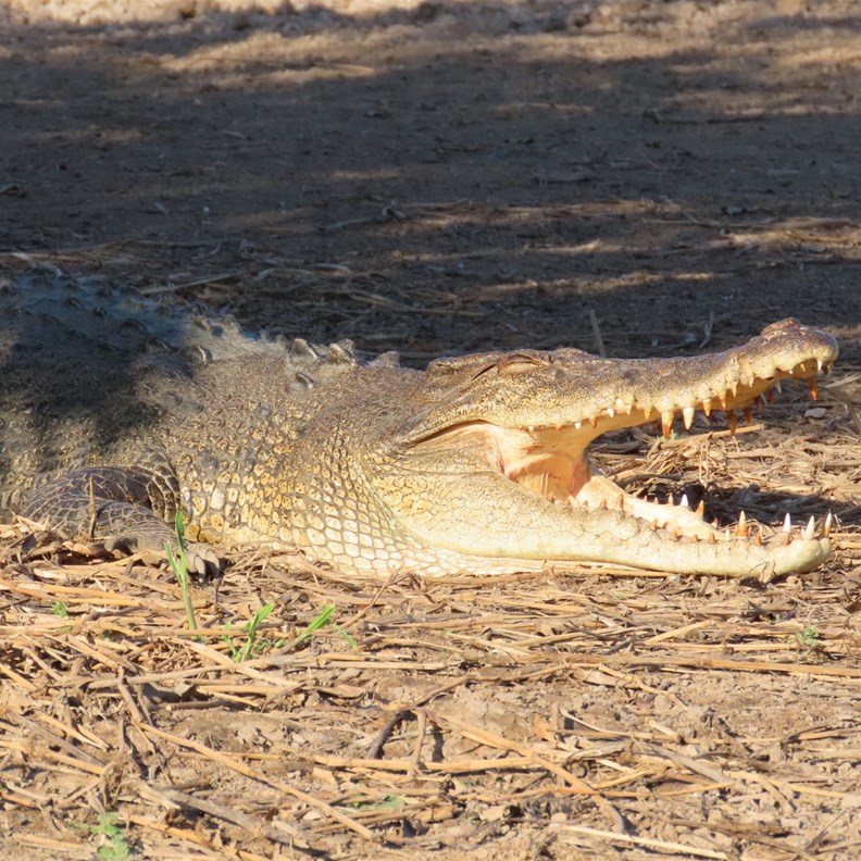 Crocodile