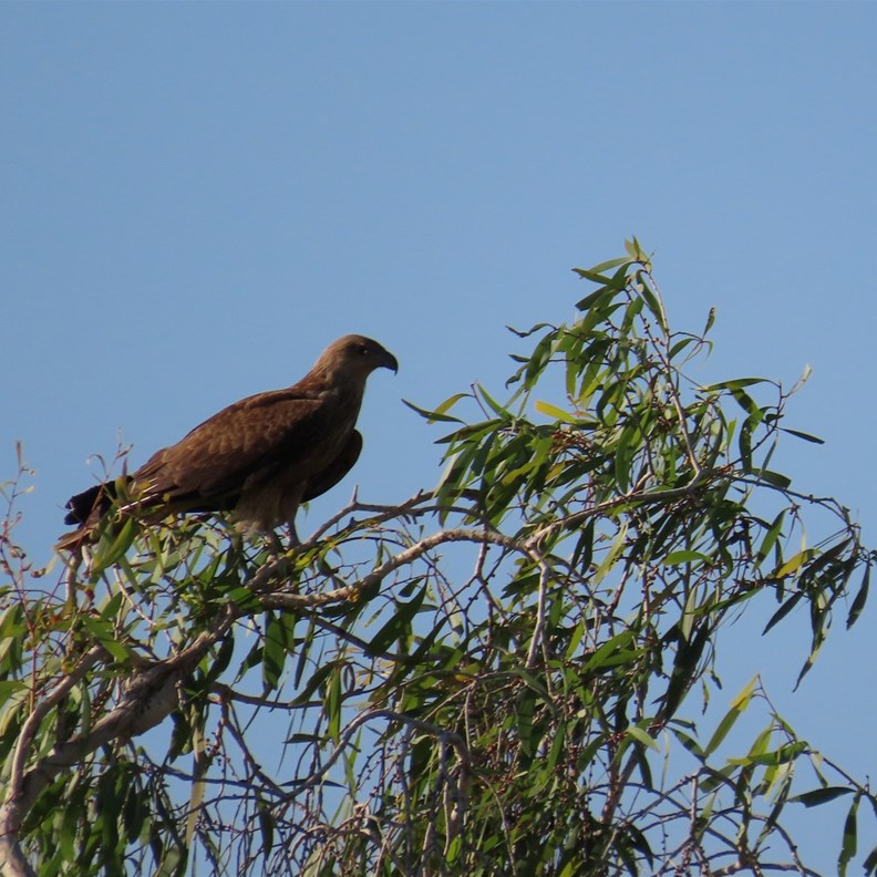 Black Kite