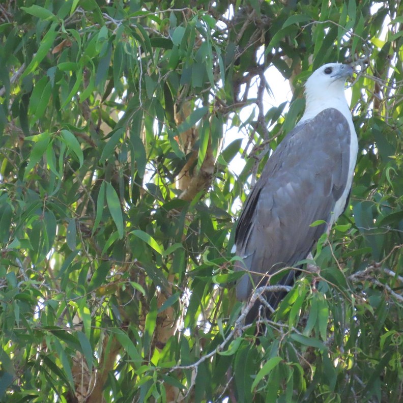 White-bellied Sea-Eagle