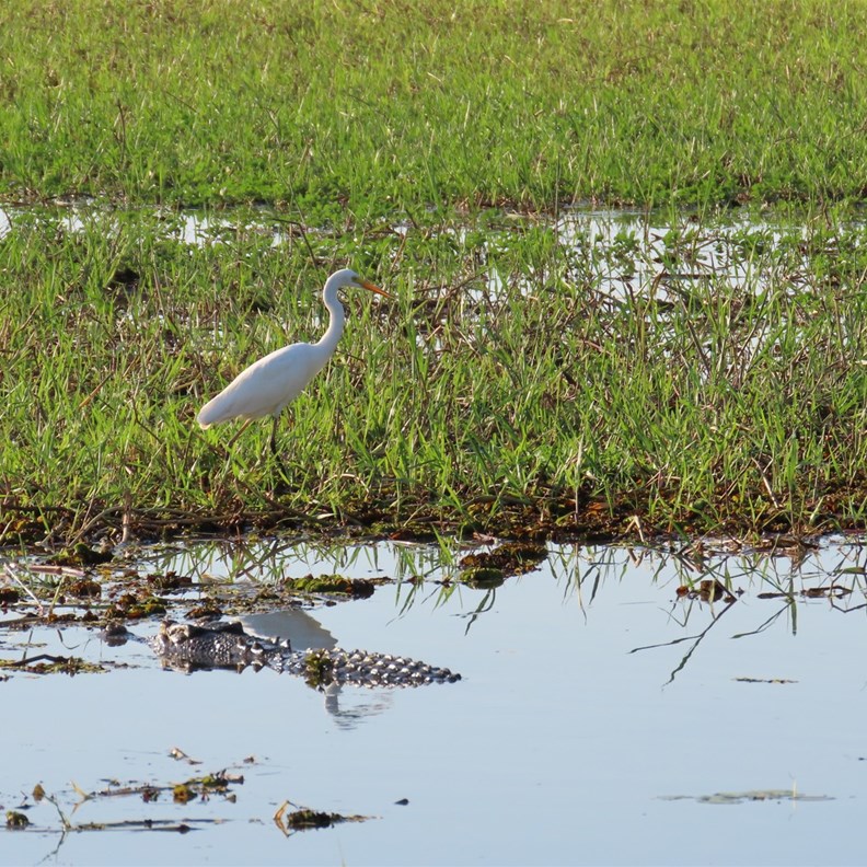 Crocodile eyeing off a possible snack