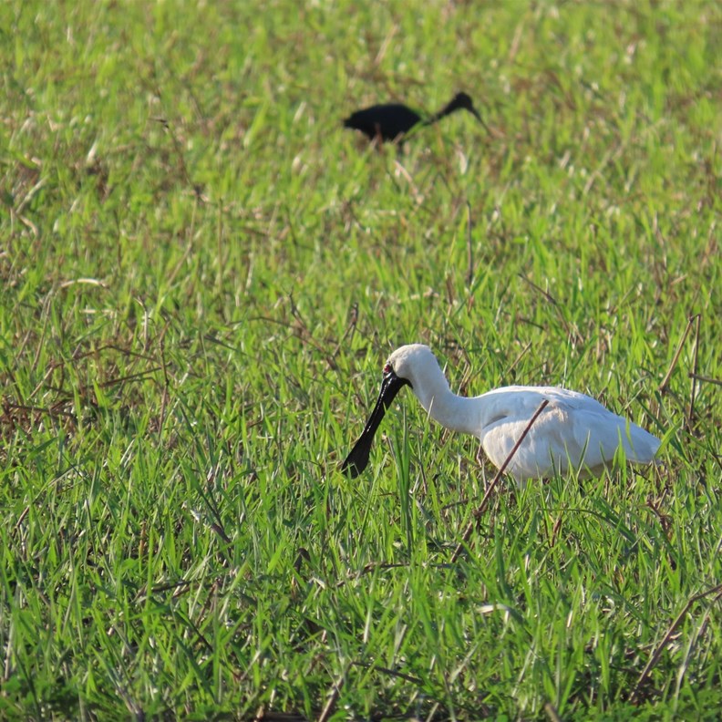 Royal Spoonbill