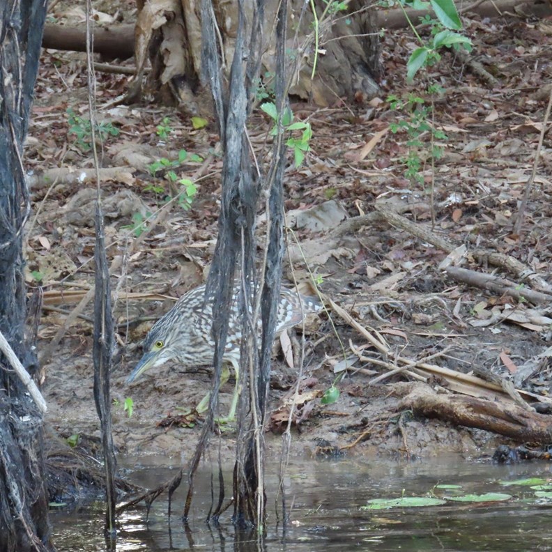 Nankeen Night-Heron