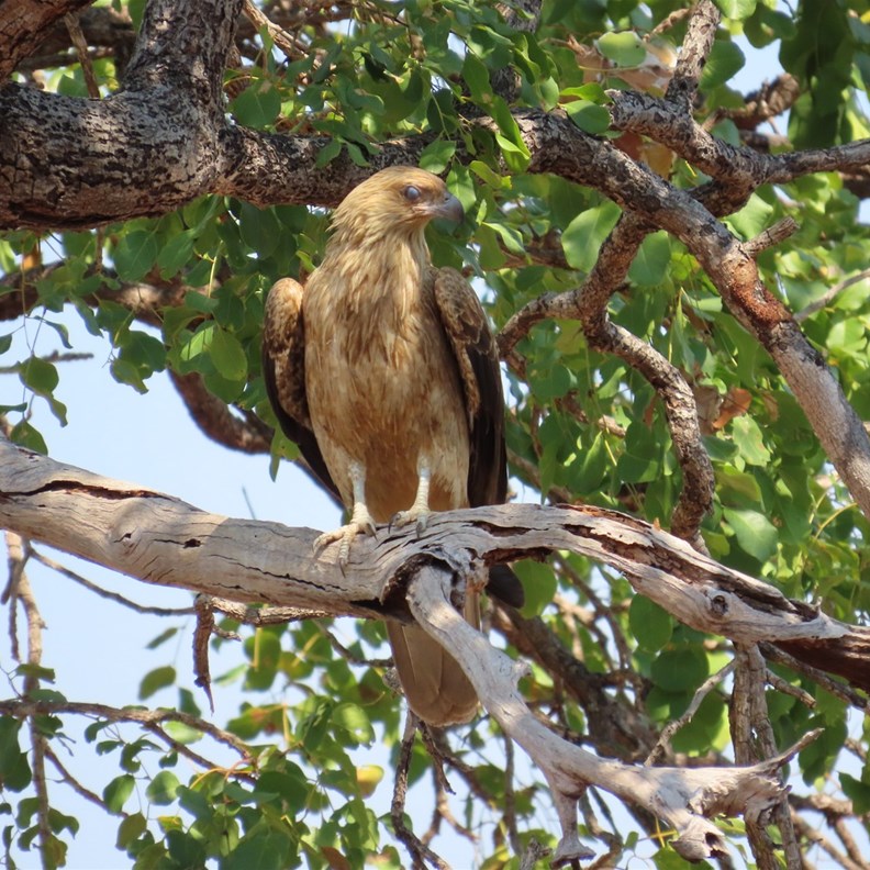 Whistling Kite