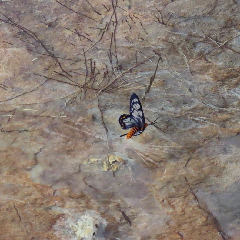 Clearwing Swallowtail butterfly