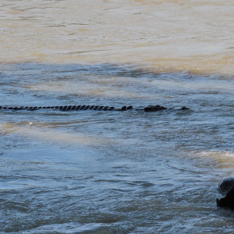 Crocodile