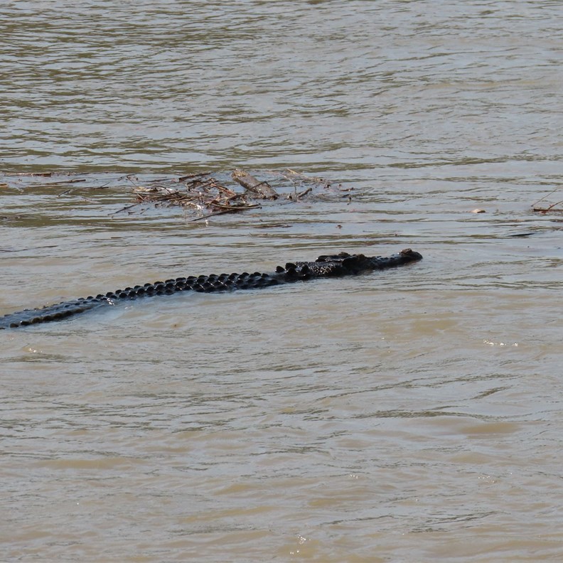 Crocodile 3