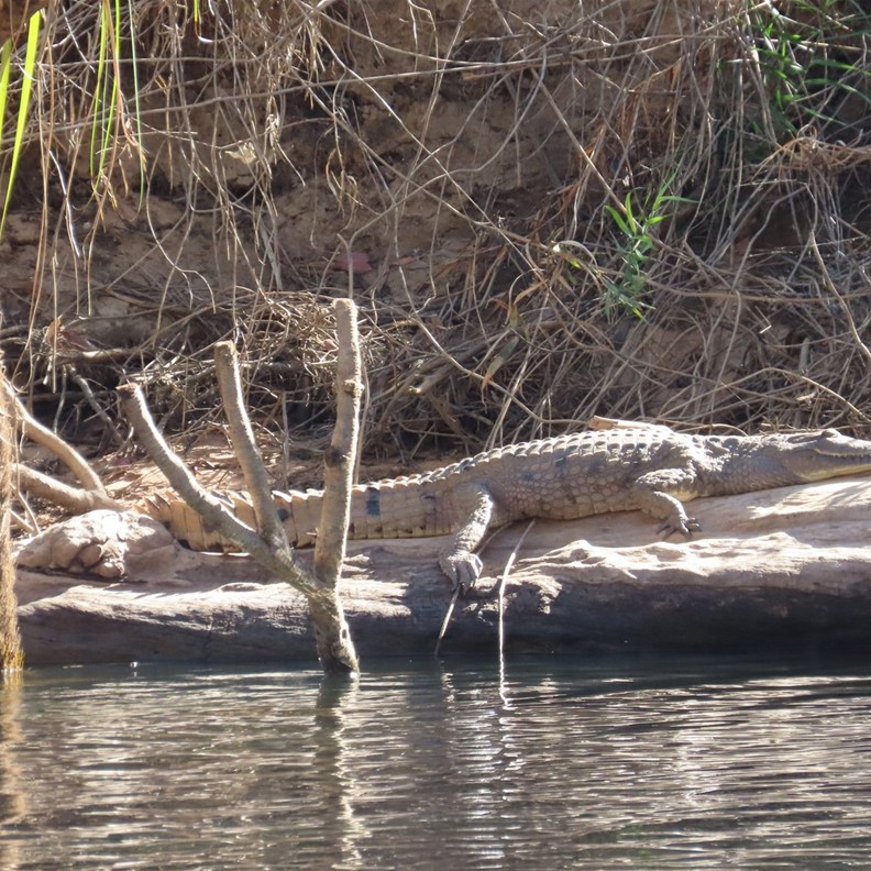 Crocodile
