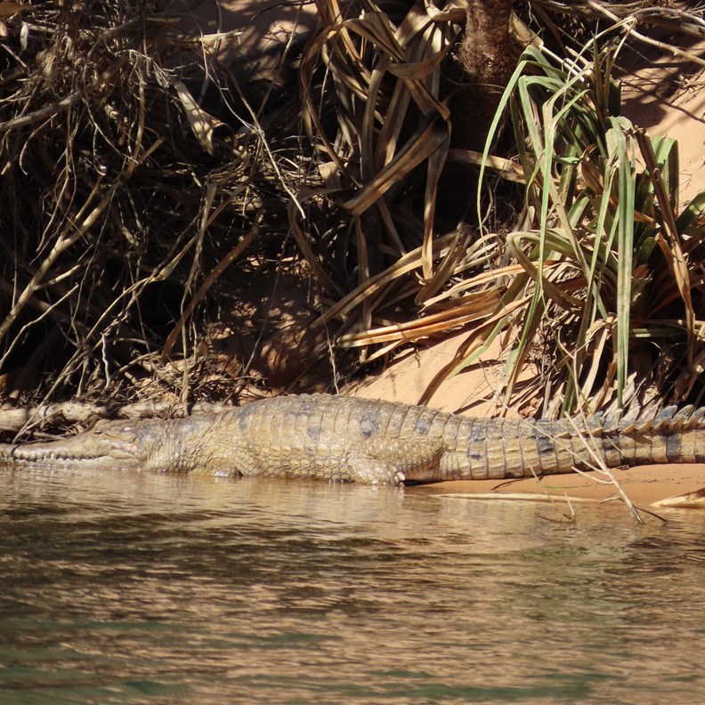 Crocodile 2