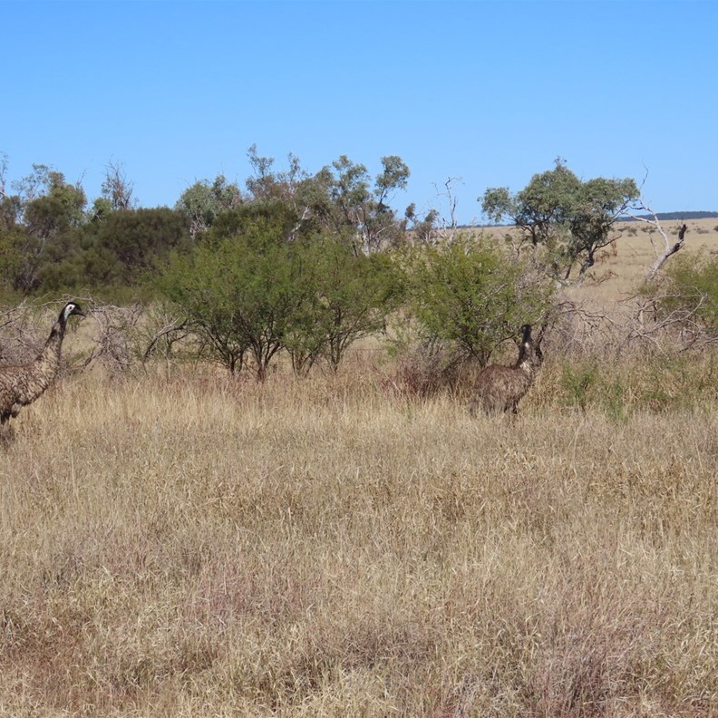Emus