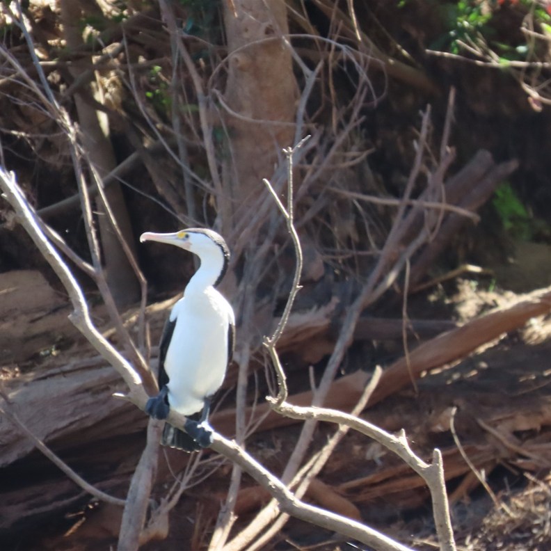 Little Pied Cormorant