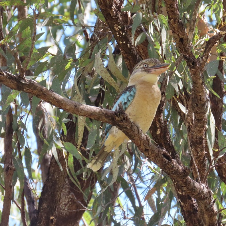 Blue-winged Kookaburra