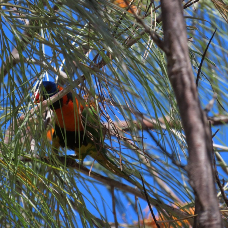 Red-collared Lorikeet
