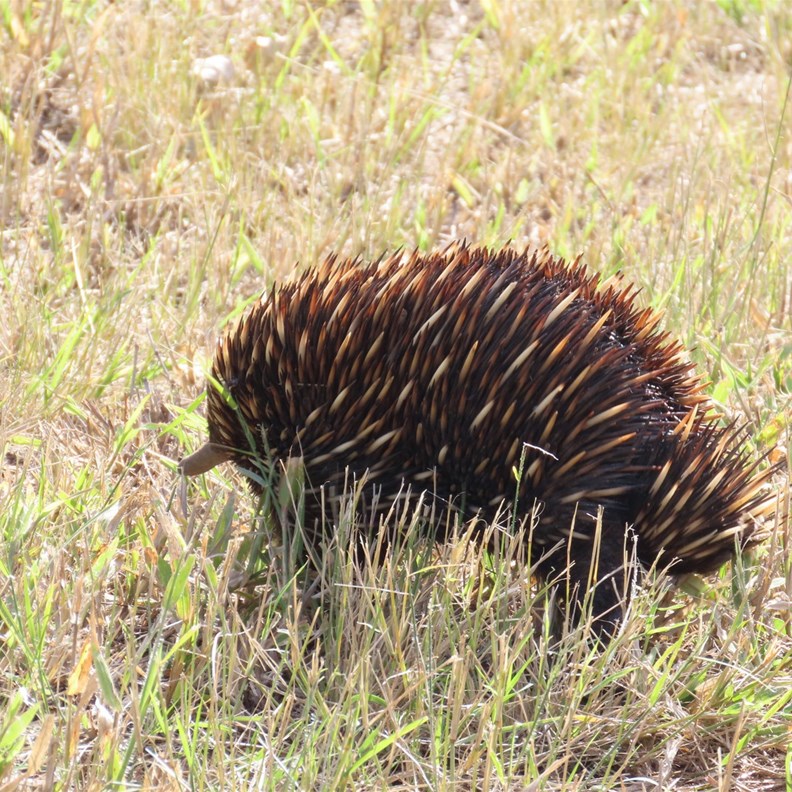 Echidna