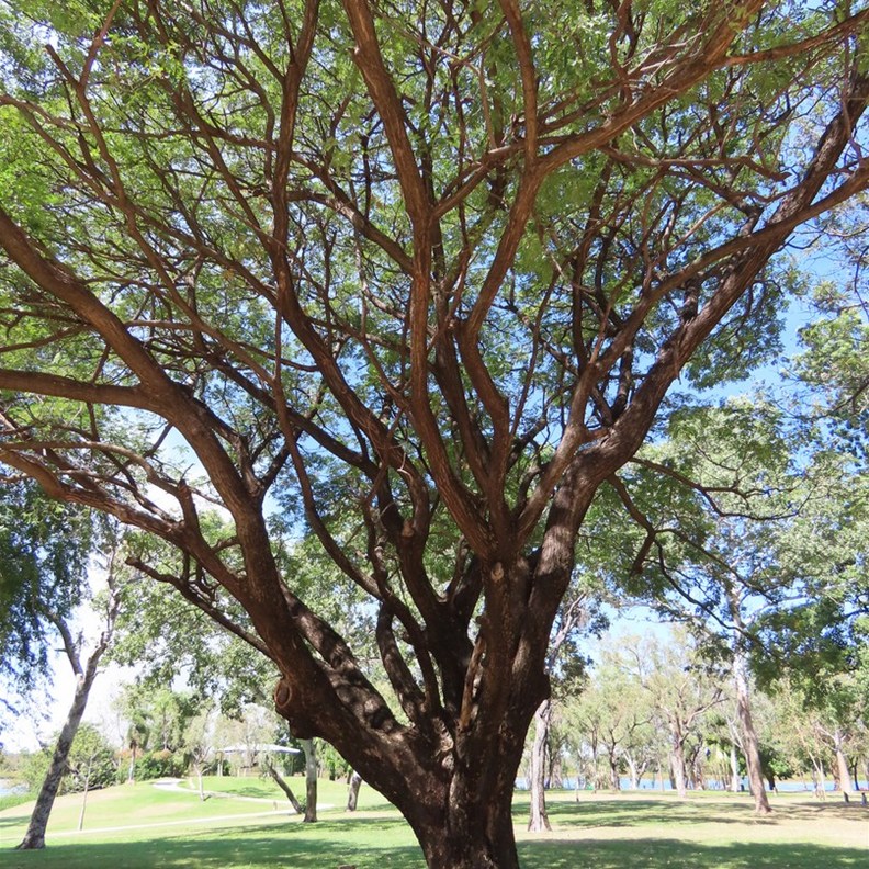 Tree planted by John Farnham