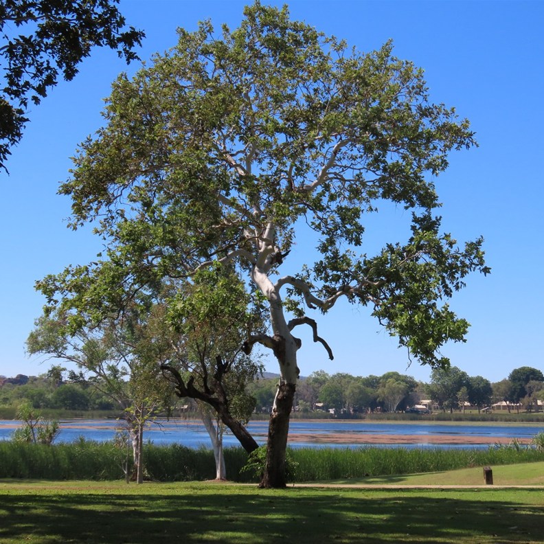 Celebrity Tree Park 2