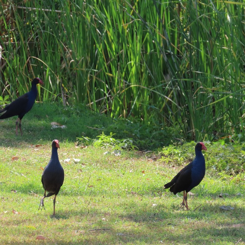 Australasian Swamphens