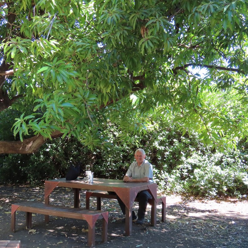 Lunch under the mango trees