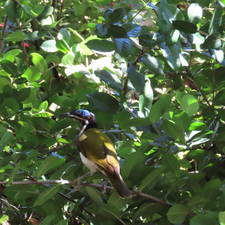 Blue-faced Honeyeater
