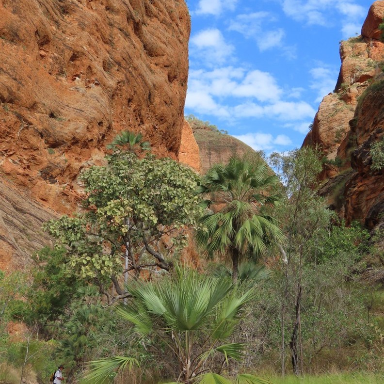Mini Palms Gorge Walk 6