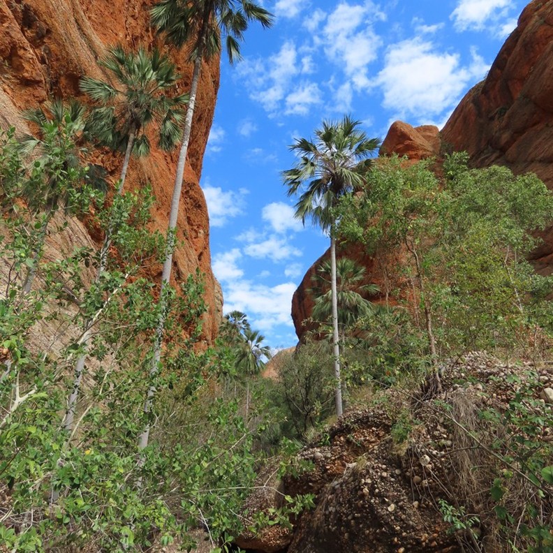 Mini Palms Gorge Walk 7
