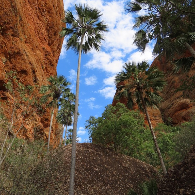 Mini Palms Gorge Walk 8