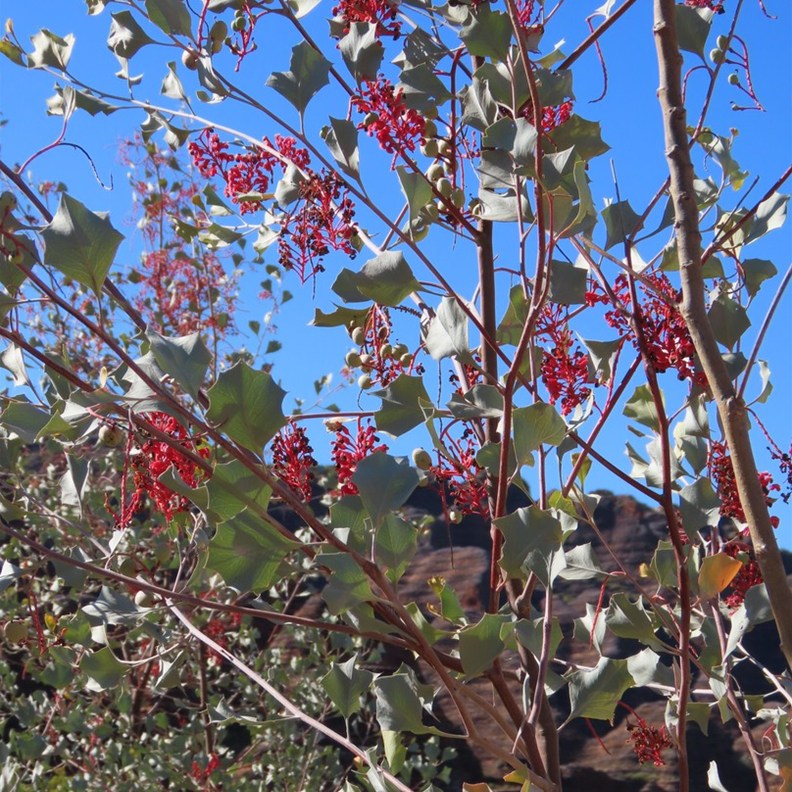 Holly-leaved Grevillea